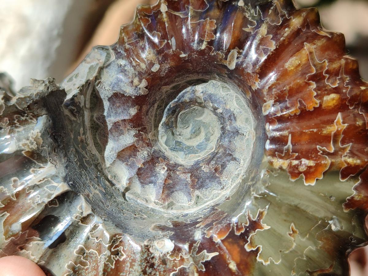 Polished Douvilleiceras Spined Ammonite x 1 From Maintirano, Madagascar