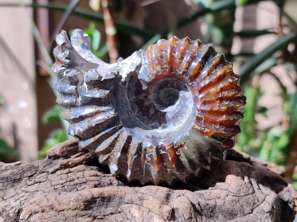 Polished Douvilleiceras Spined Ammonite x 1 From Maintirano, Madagascar