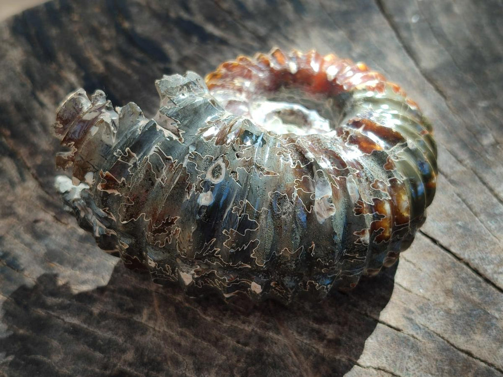 Polished Douvilleiceras Spined Ammonite x 1 From Maintirano, Madagascar