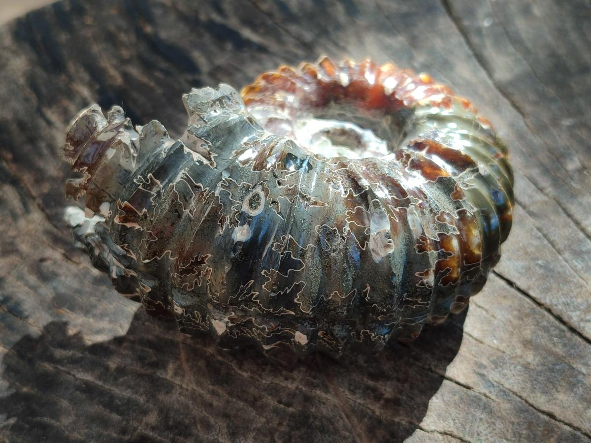 Polished Douvilleiceras Spined Ammonite x 1 From Maintirano, Madagascar