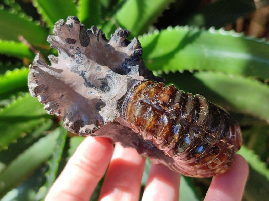 Polished Douvilleiceras Spined Ammonite x 1 From Maintirano, Madagascar