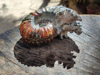 Polished Douvilleiceras Spined Ammonite x 1 From Maintirano, Madagascar