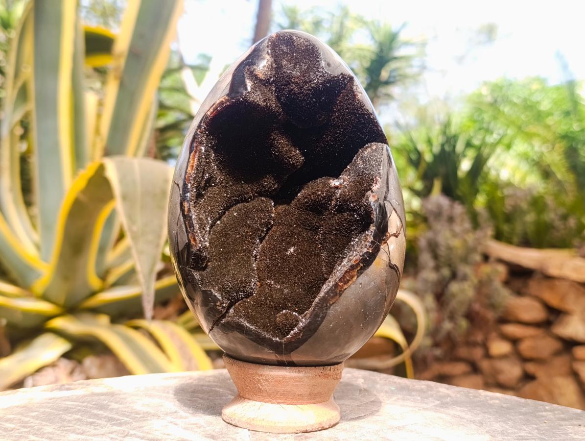 Polished Septerye Sauvage "Dragon's Egg" with Ammonite Fossil in Matrix x 1 From Mahajanga, Madagascar