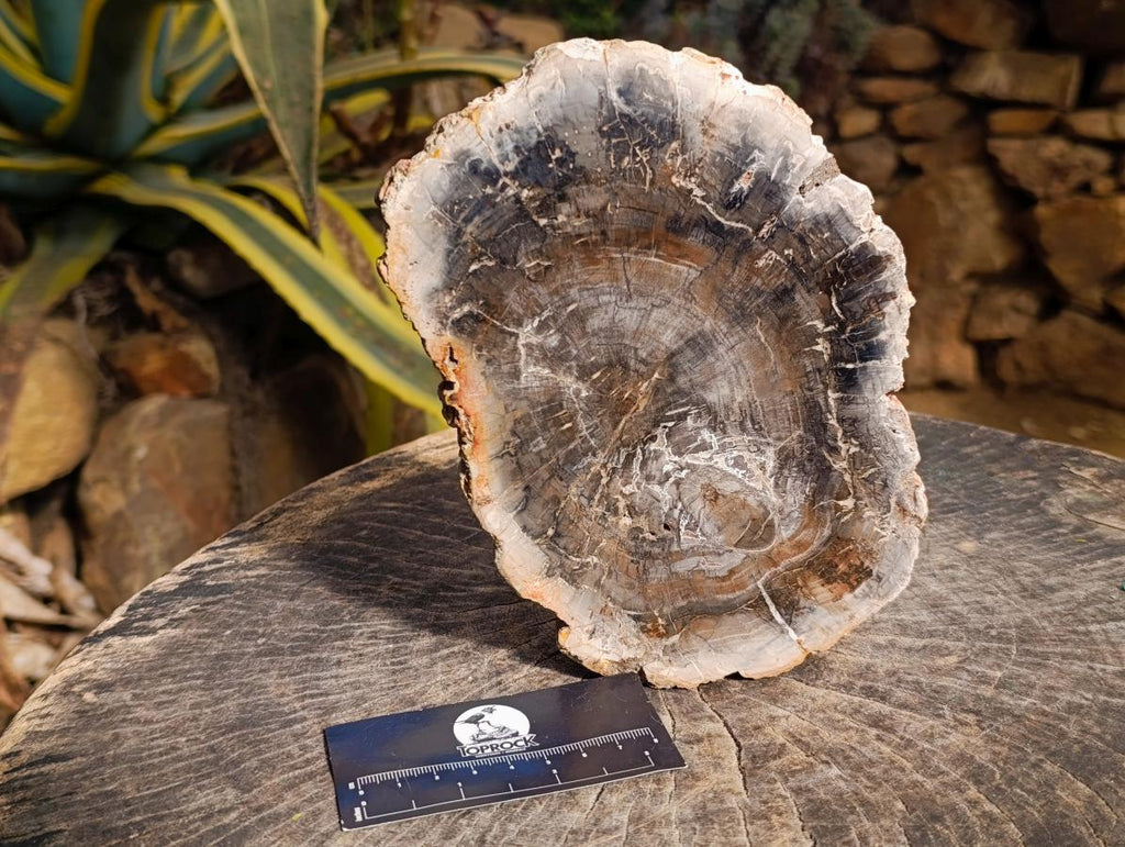 Polished Podocarpus podocarpus Petrified Wood Slice x 1 From Mahajanga, Madagascar