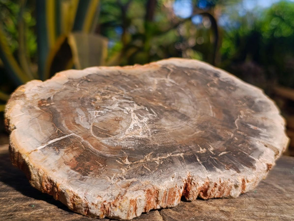 Polished Podocarpus podocarpus Petrified Wood Slice x 1 From Mahajanga, Madagascar