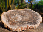 Polished Podocarpus podocarpus Petrified Wood Slice x 1 From Mahajanga, Madagascar