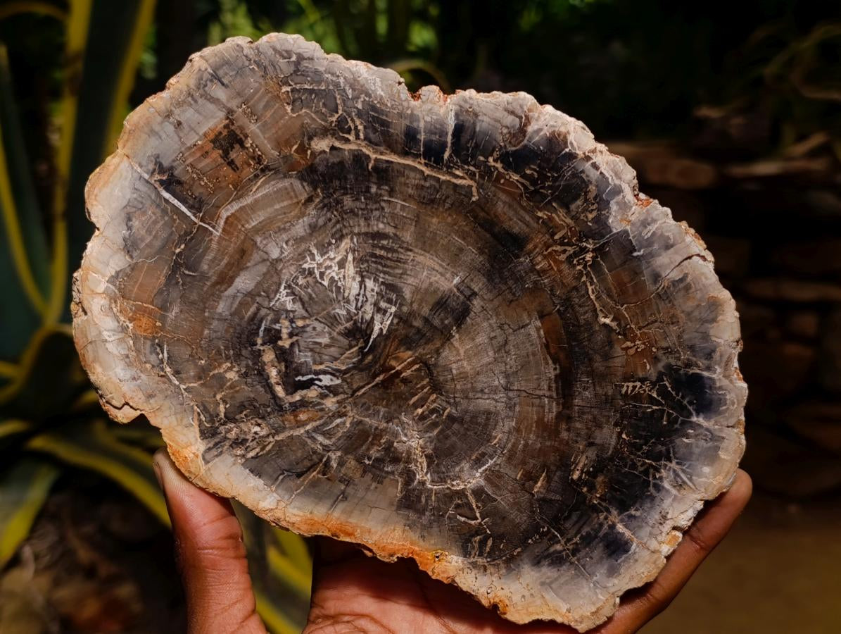 Polished Podocarpus podocarpus Petrified Wood Slice x 1 From Mahajanga, Madagascar