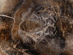 Polished Podocarpus podocarpus Petrified Wood Slice x 1 From Mahajanga, Madagascar