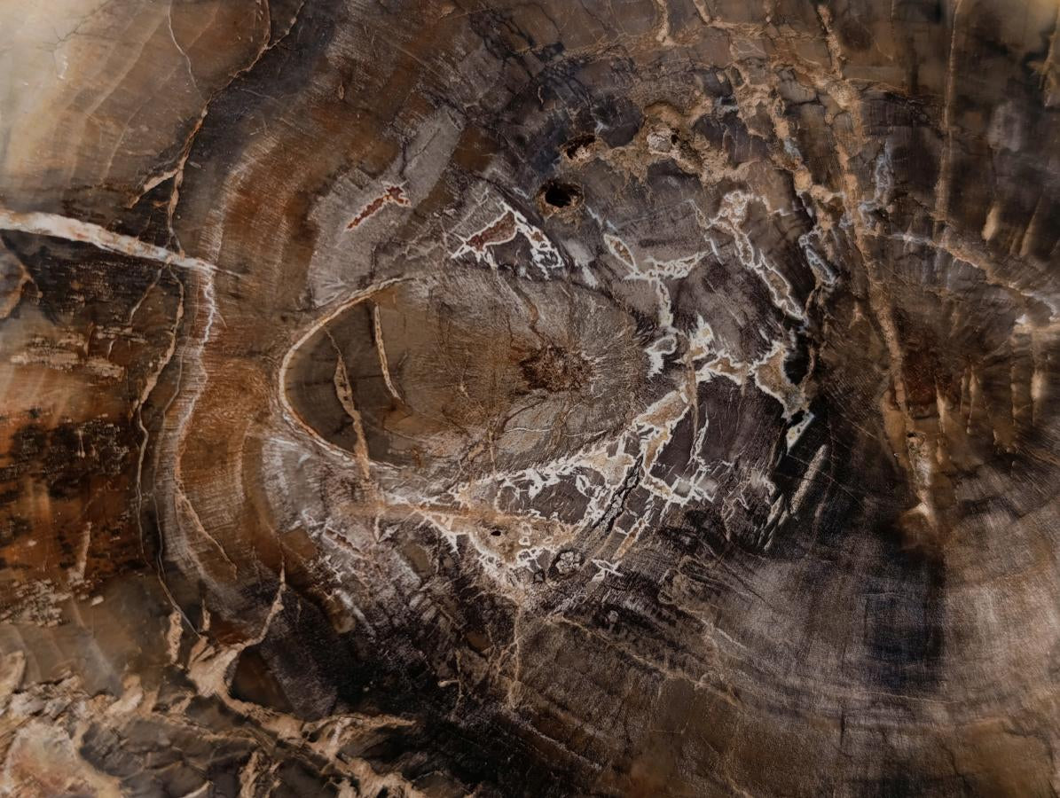 Polished Podocarpus podocarpus Petrified Wood Slice x 1 From Mahajanga, Madagascar