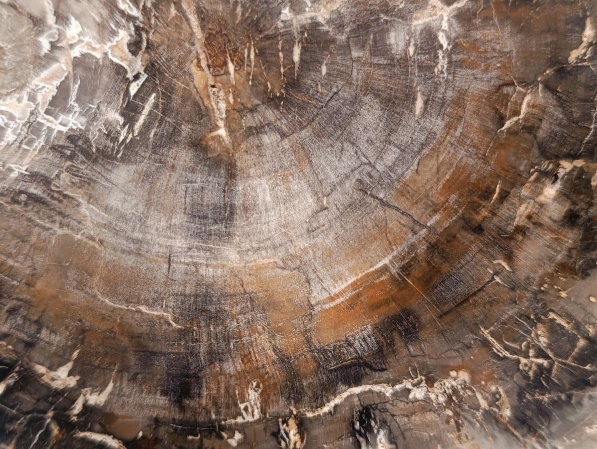Polished Podocarpus podocarpus Petrified Wood Slice x 1 From Mahajanga, Madagascar