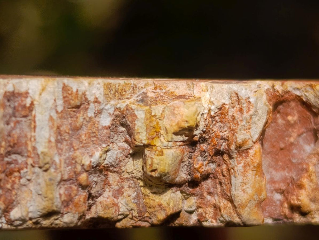Polished Podocarpus podocarpus Petrified Wood Slice x 1 From Mahajanga, Madagascar