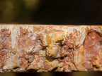 Polished Podocarpus podocarpus Petrified Wood Slice x 1 From Mahajanga, Madagascar