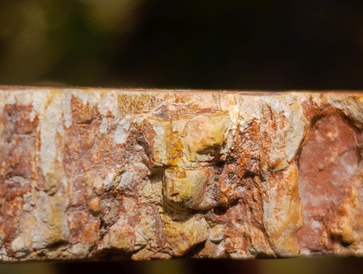 Polished Podocarpus podocarpus Petrified Wood Slice x 1 From Mahajanga, Madagascar