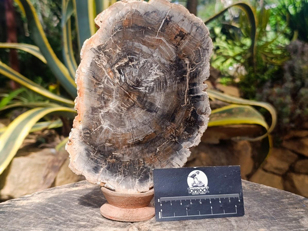 Polished Podocarpus podocarpus Petrified Wood Slice x 1 From Mahajanga, Madagascar