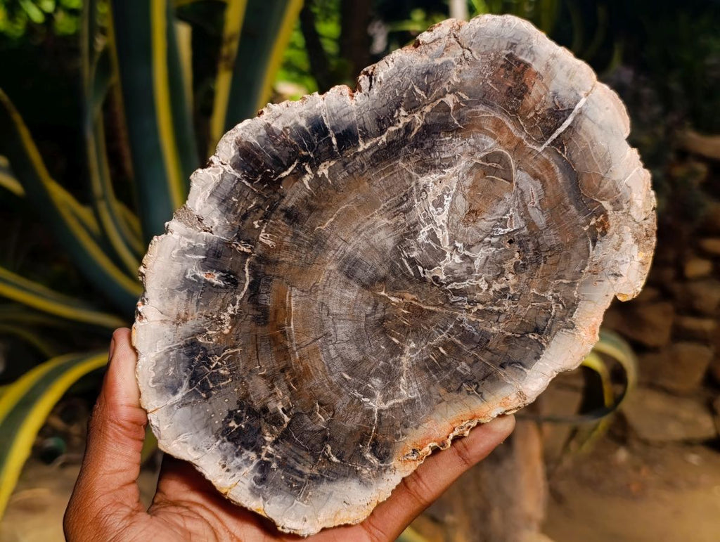 Polished Podocarpus podocarpus Petrified Wood Slice x 1 From Mahajanga, Madagascar