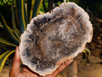 Polished Podocarpus podocarpus Petrified Wood Slice x 1 From Mahajanga, Madagascar