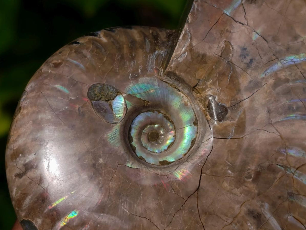 Polished Cleoniceras Ammolite Opalized Ammonite Fossil x 1 From Tulear Madagascar