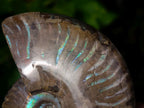 Polished Cleoniceras Ammolite Opalized Ammonite Fossil x 1 From Tulear Madagascar