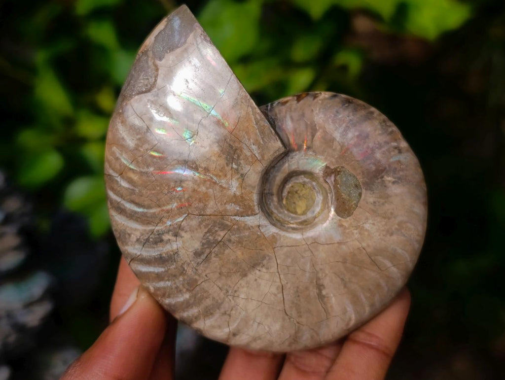 Polished Cleoniceras Ammolite Opalized Ammonite Fossil x 1 From Tulear Madagascar