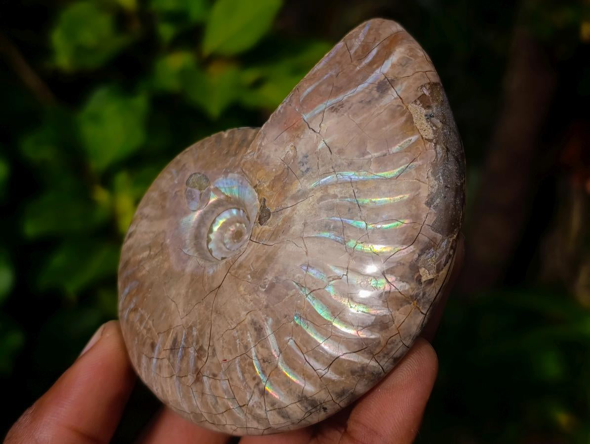 Polished Cleoniceras Ammolite Opalized Ammonite Fossil x 1 From Tulear Madagascar