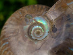 Polished Cleoniceras Ammolite Opalized Ammonite Fossil x 1 From Tulear Madagascar