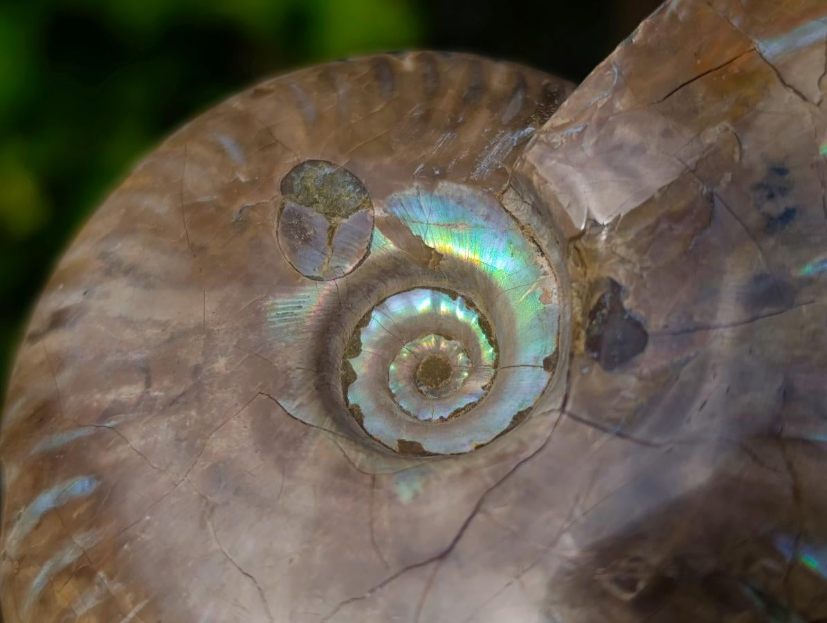 Polished Cleoniceras Ammolite Opalized Ammonite Fossil x 1 From Tulear Madagascar