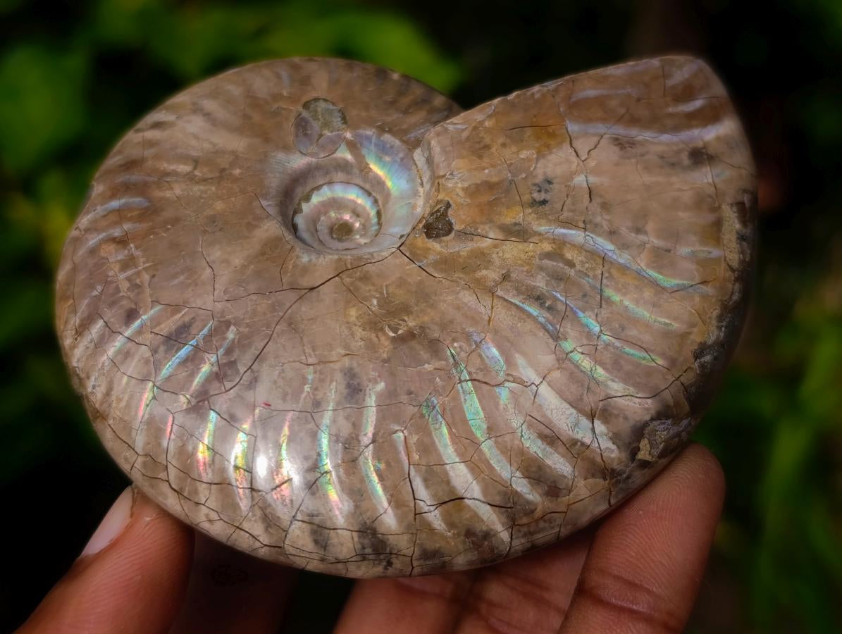 Polished Cleoniceras Ammolite Opalized Ammonite Fossil x 1 From Tulear Madagascar