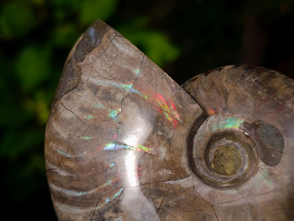 Polished Cleoniceras Ammolite Opalized Ammonite Fossil x 1 From Tulear Madagascar