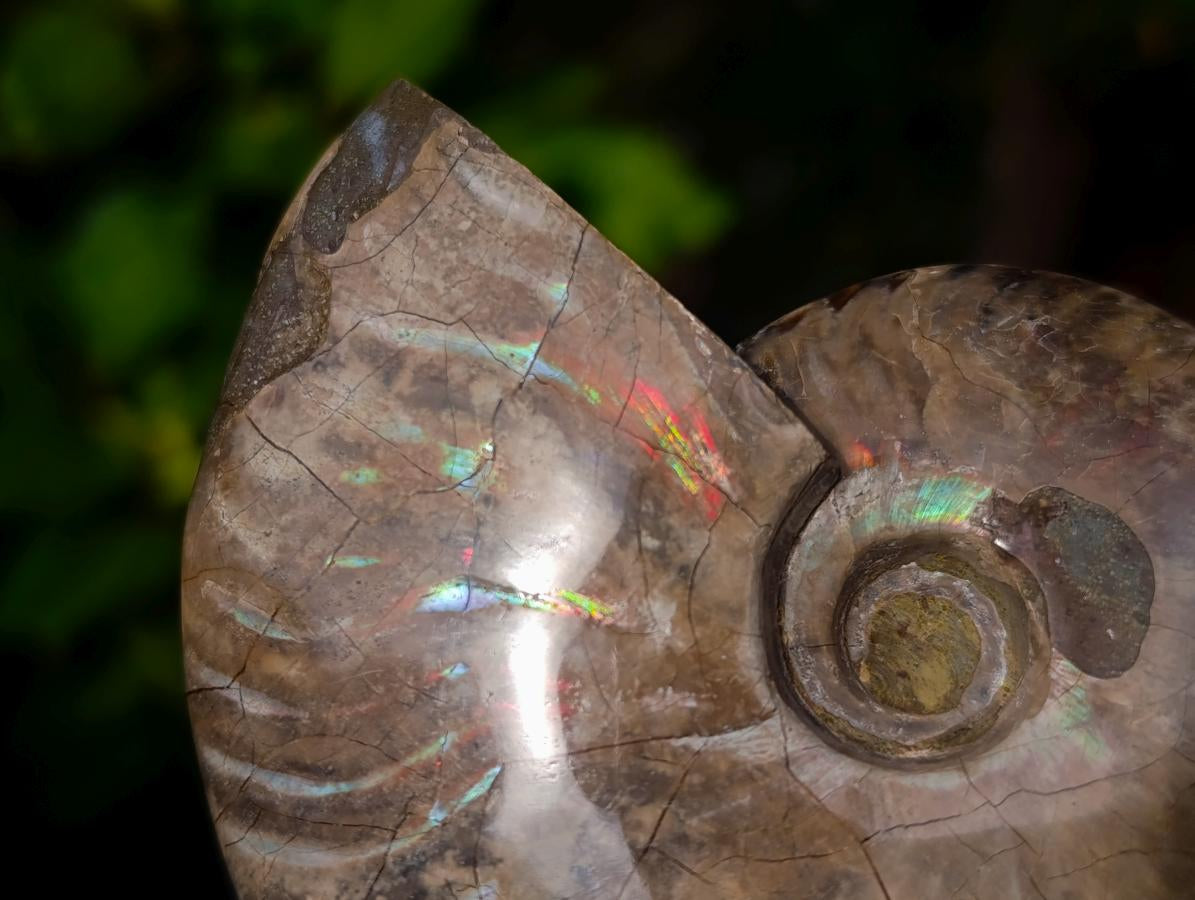 Polished Cleoniceras Ammolite Opalized Ammonite Fossil x 1 From Tulear Madagascar