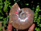 Polished Cleoniceras Ammolite Opalized Ammonite Fossil x 1 From Tulear, Madagascar
