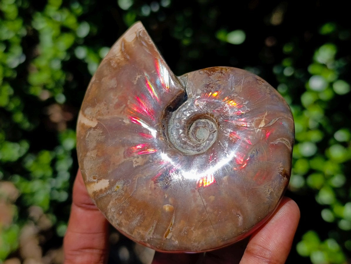 Polished Cleoniceras Ammolite Opalized Ammonite Fossil x 1 From Tulear, Madagascar