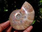 Polished Cleoniceras Ammolite Opalized Ammonite Fossil x 1 From Tulear, Madagascar