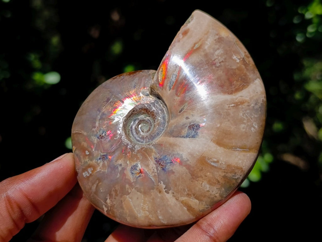Polished Cleoniceras Ammolite Opalized Ammonite Fossil x 1 From Tulear, Madagascar