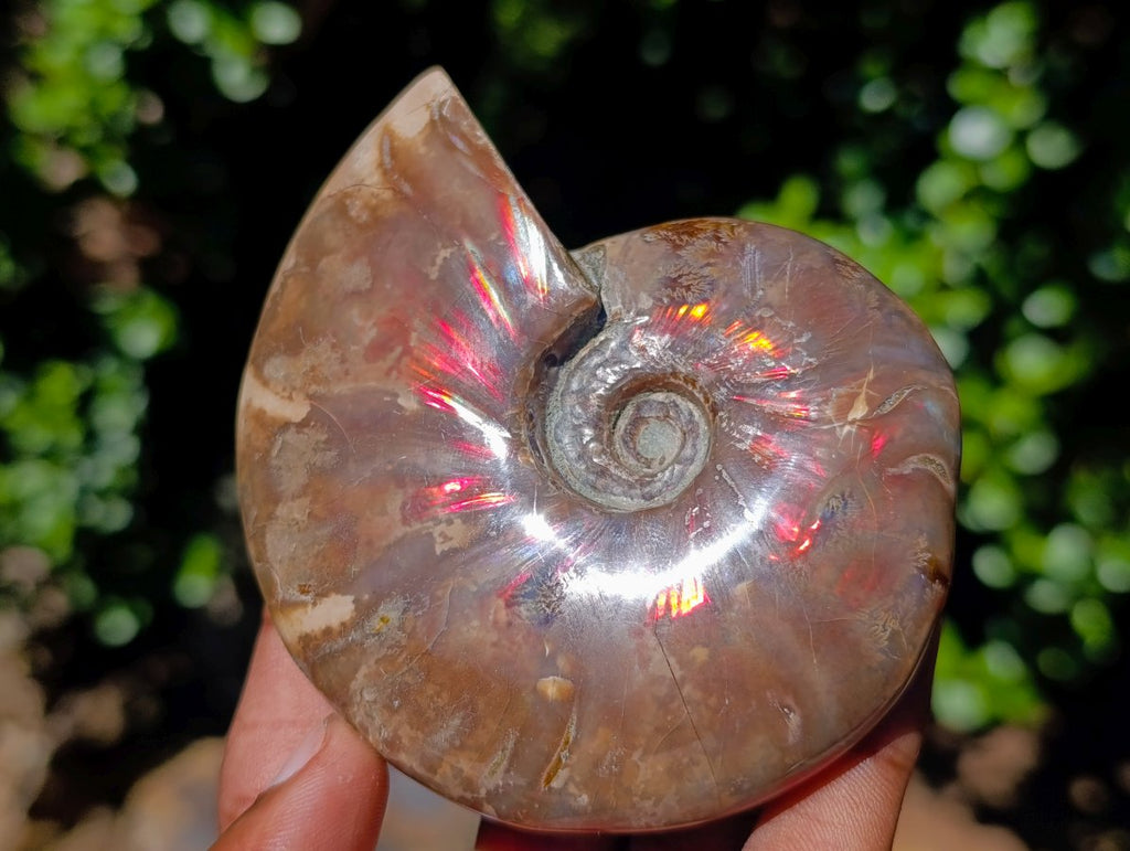Polished Cleoniceras Ammolite Opalized Ammonite Fossil x 1 From Tulear, Madagascar