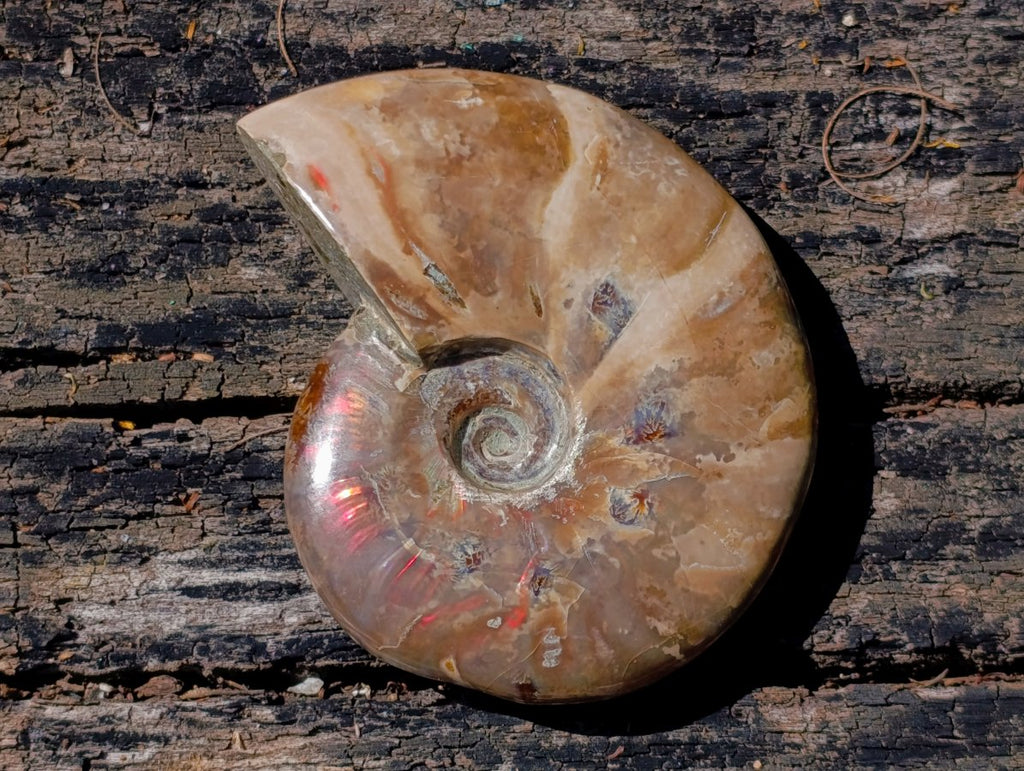 Polished Cleoniceras Ammolite Opalized Ammonite Fossil x 1 From Tulear, Madagascar
