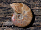 Polished Cleoniceras Ammolite Opalized Ammonite Fossil x 1 From Tulear, Madagascar