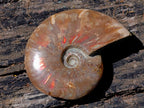 Polished Cleoniceras Ammolite Opalized Ammonite Fossil x 1 From Tulear, Madagascar