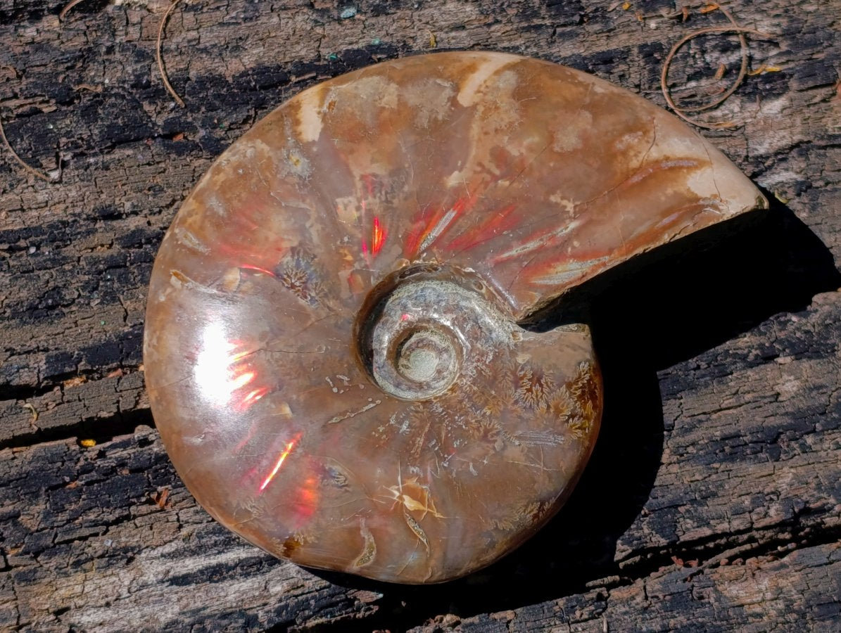 Polished Cleoniceras Ammolite Opalized Ammonite Fossil x 1 From Tulear, Madagascar