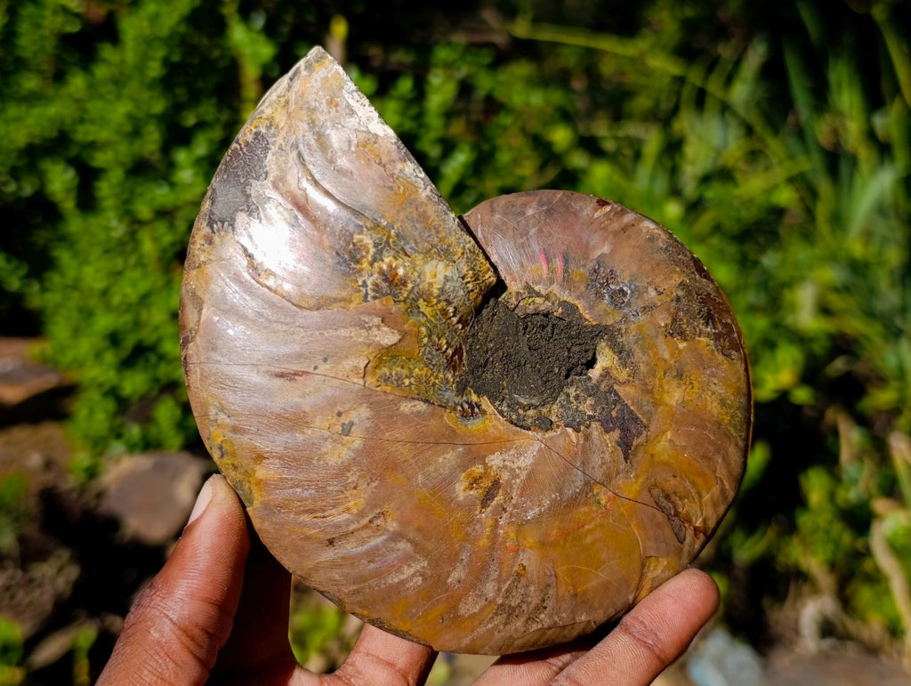 Polished Identical Pair of Cleoniceras Ammonite Fossils x 1 From Tulear, Madagascar