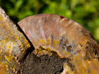 Polished Identical Pair of Cleoniceras Ammonite Fossils x 1 From Tulear, Madagascar