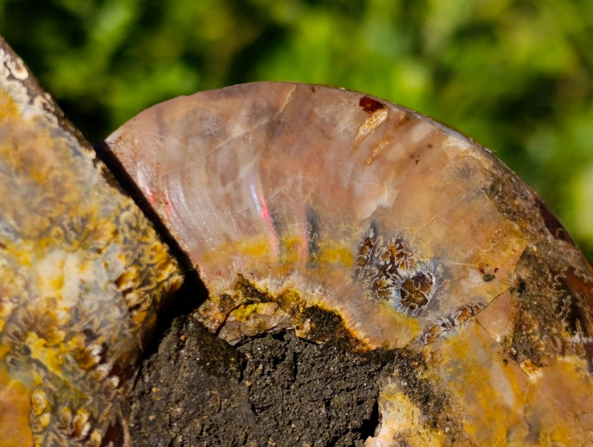 Polished Identical Pair of Cleoniceras Ammonite Fossils x 1 From Tulear, Madagascar