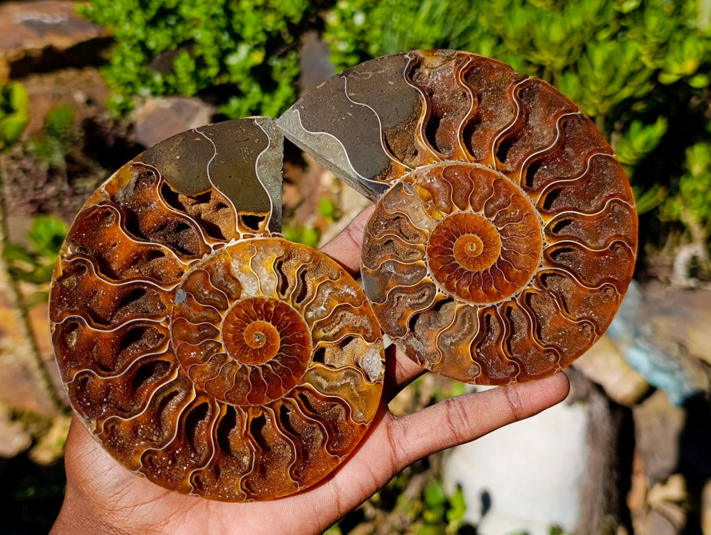 Polished Identical Pair of Cleoniceras Ammonite Fossils x 1 From Tulear, Madagascar