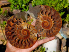 Polished Identical Pair of Cleoniceras Ammonite Fossils x 1 From Tulear, Madagascar