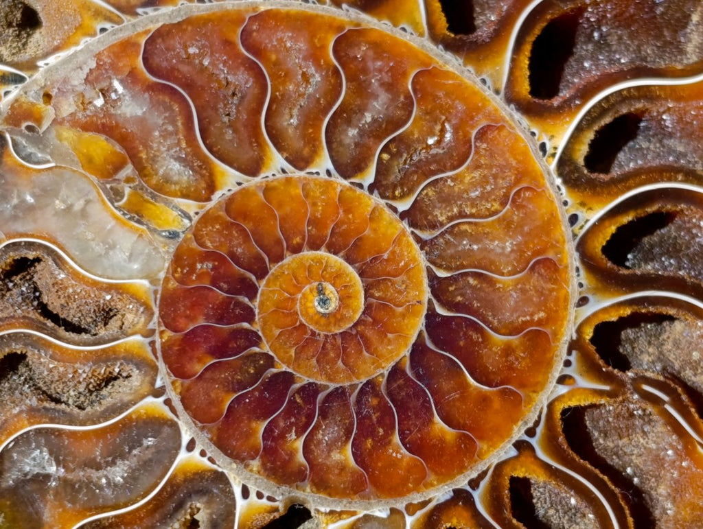 Polished Identical Pair of Cleoniceras Ammonite Fossils x 1 From Tulear, Madagascar