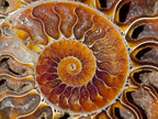 Polished Identical Pair of Cleoniceras Ammonite Fossils x 1 From Tulear, Madagascar
