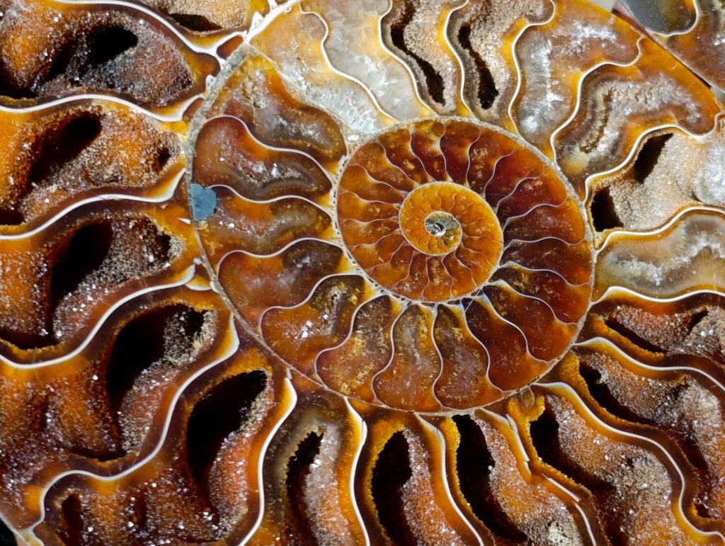 Polished Identical Pair of Cleoniceras Ammonite Fossils x 1 From Tulear, Madagascar