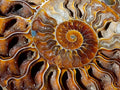 Polished Identical Pair of Cleoniceras Ammonite Fossils x 1 From Tulear, Madagascar