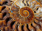 Polished Identical Pair of Cleoniceras Ammonite Fossils x 1 From Tulear, Madagascar