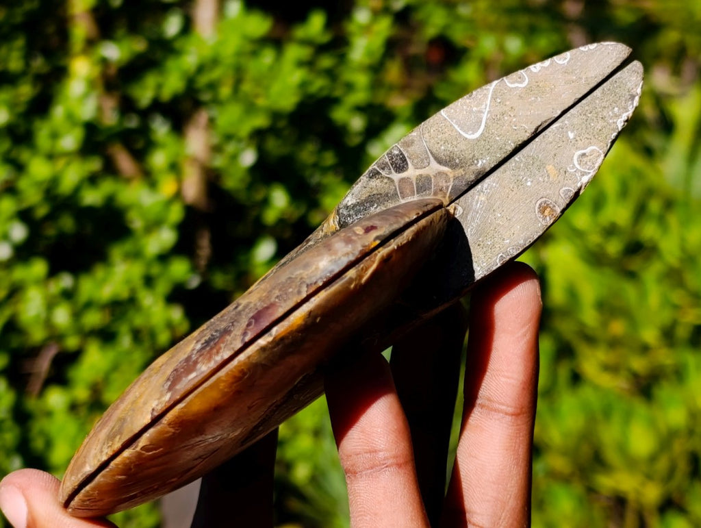 Polished Identical Pair of Cleoniceras Ammonite Fossils x 1 From Tulear, Madagascar