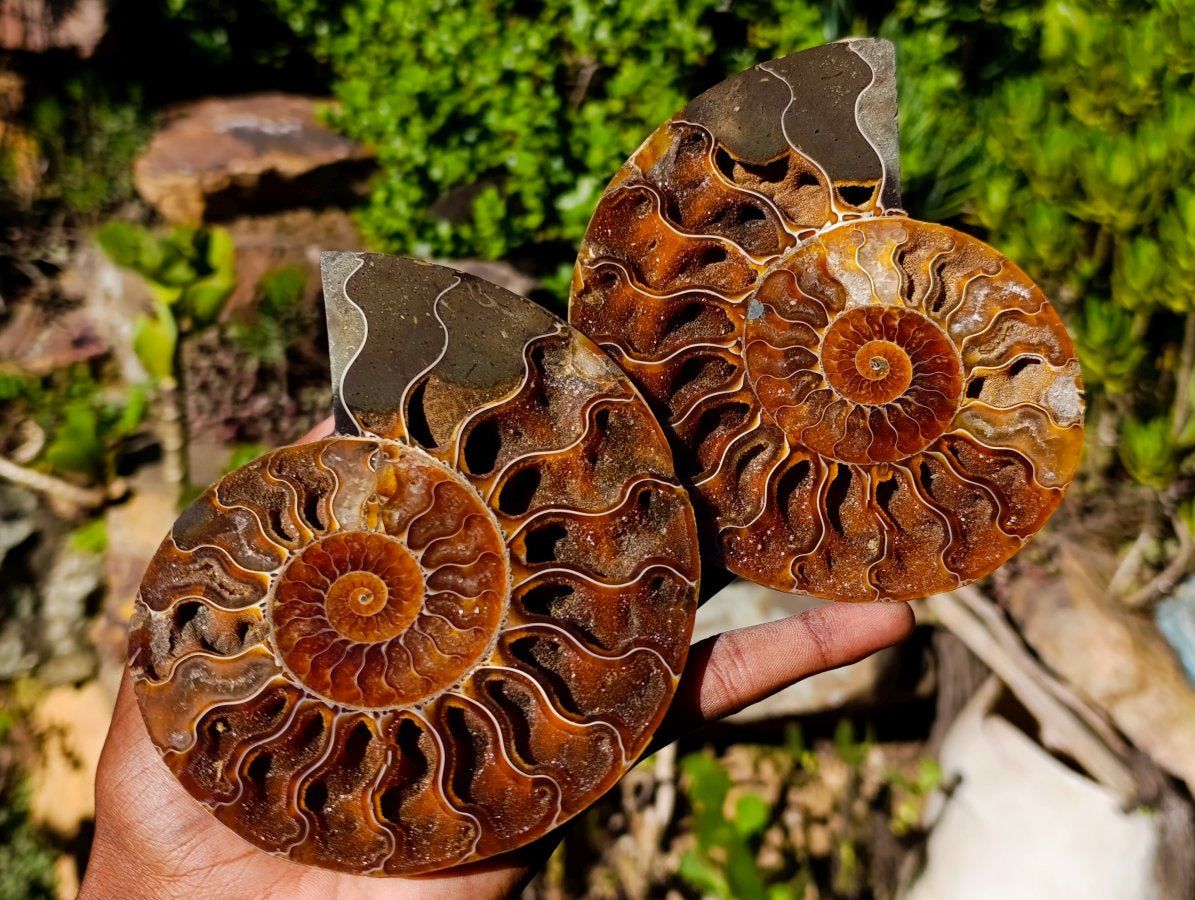 Polished Identical Pair of Cleoniceras Ammonite Fossils x 1 From Tulear, Madagascar
